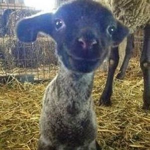 Meet your Posher, Rose